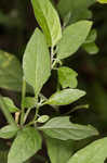 West Indian nightshade